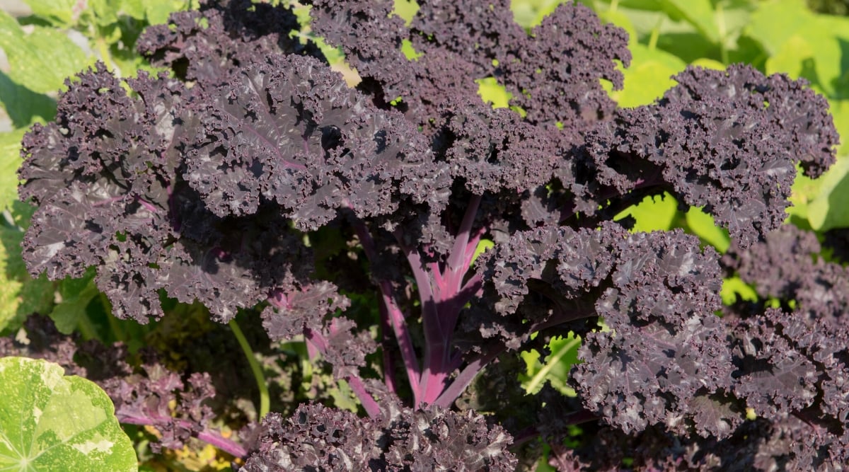 Close-up of a growing Kale Redbor in a sunny garden. The plant has an upright growth. The leaves are deep textured and deep red to purple in color. The foliage forms dense, curly rosettes, creating an attractive and decorative look in the garden.