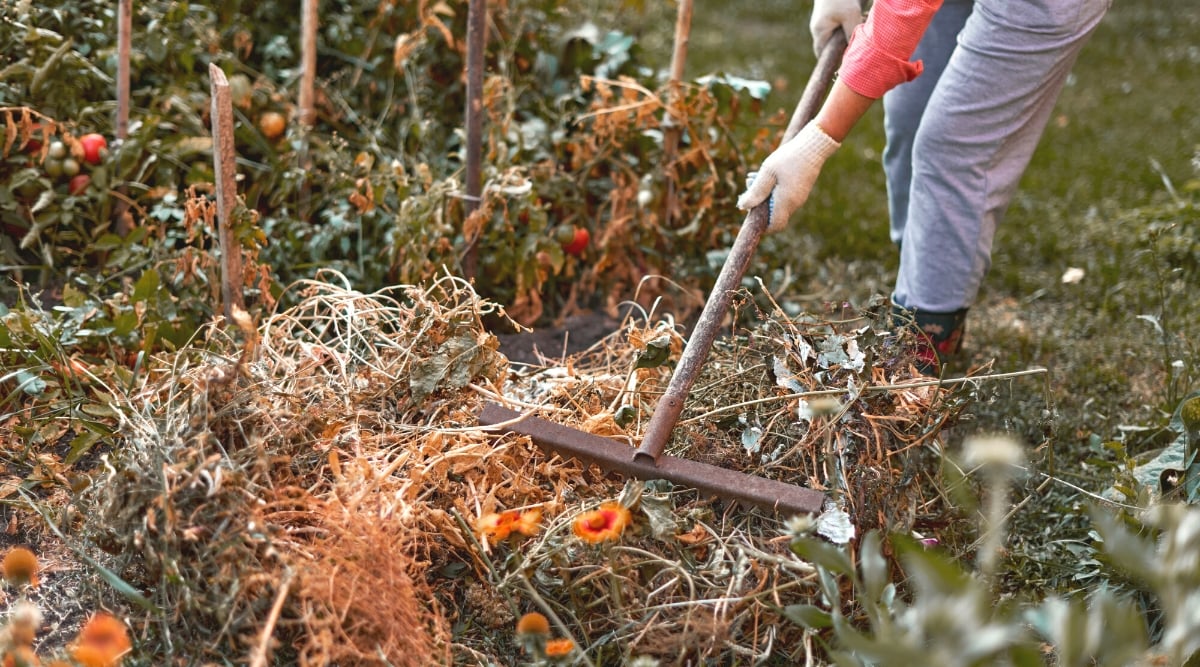 Removing leaf debris in the garden. Close-up of a female gardener with a large garden rake raking leaf debris next to beds of ripe tomatoes. The gardener is dressed in gray trousers, large black sneakers and a bright pink shirt.