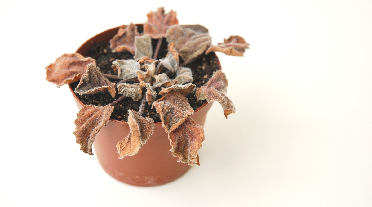 Close-up of a potted African violet in a small brown pot affected by root rot. The plant has dry, rotten, brown-rusty leaves and stems.