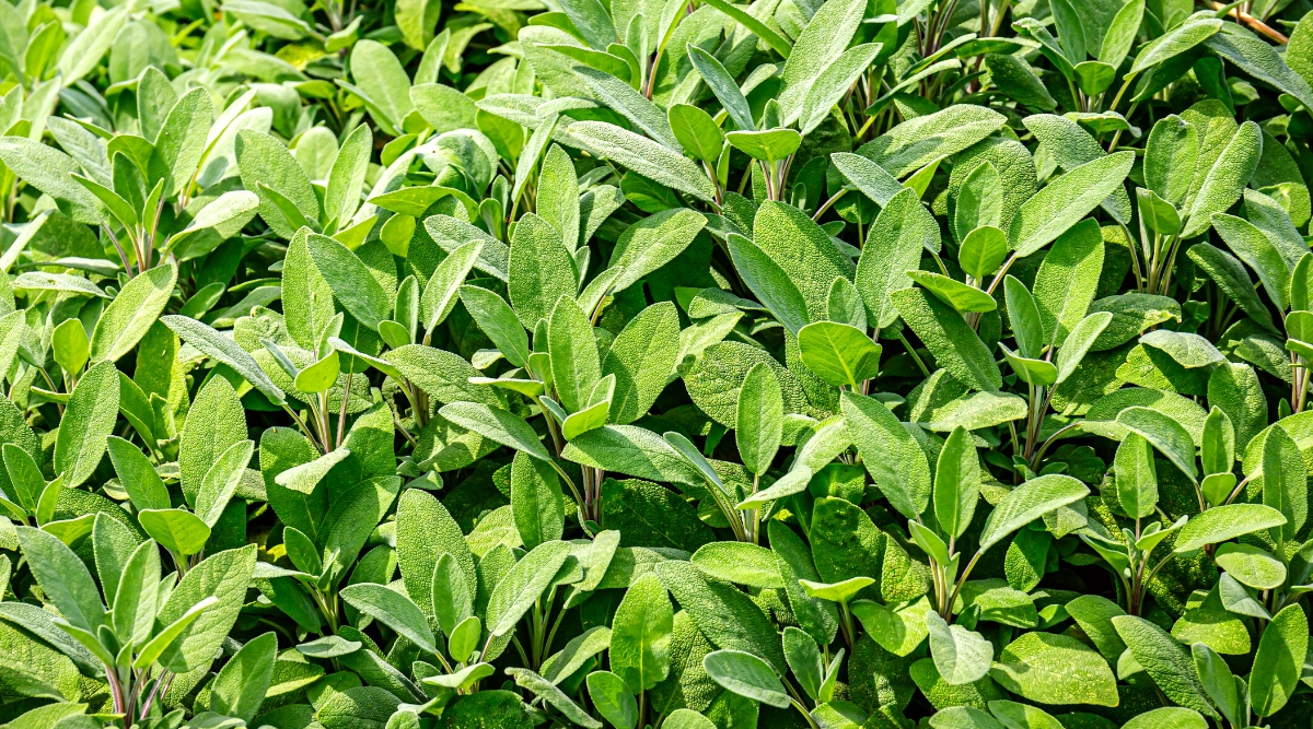Close-up of sage in a sunny garden. Sage is a perennial herbaceous plant with greyish-green, oblong leaves and a slightly hairy texture.