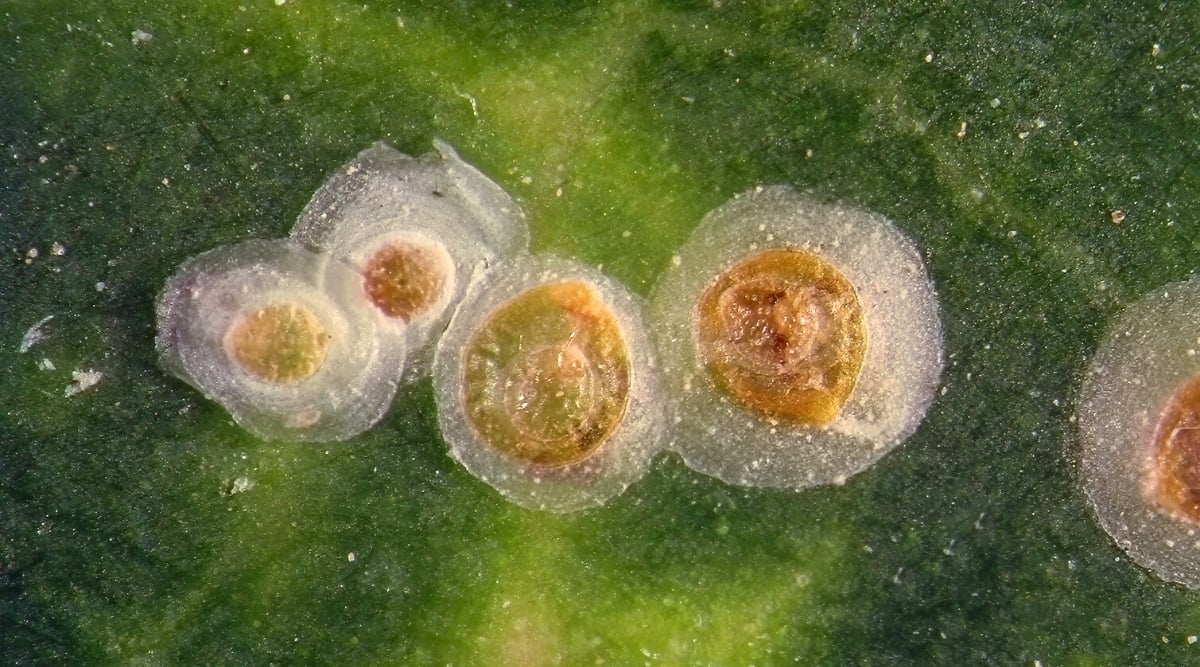 Close-up of Scale Insects on a green leaf. Scale insects are small, immobile pests that have an oval shape and a protective waxy coating that resembles a shell or scales.