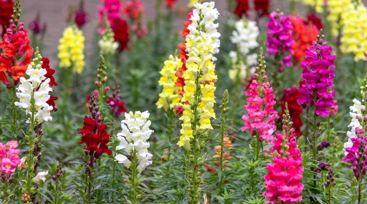 Close-up of blooming Snapdragons plants against a blurred background. The plant has colorful tubular flowers and characteristic foliage. The leaves are medium green in color and spear-shaped with serrated edges. The flowers come in a variety of colors, including pink, red, yellow, and white, and are characterized by their unique shape, reminiscent of a dragon’s mouth.