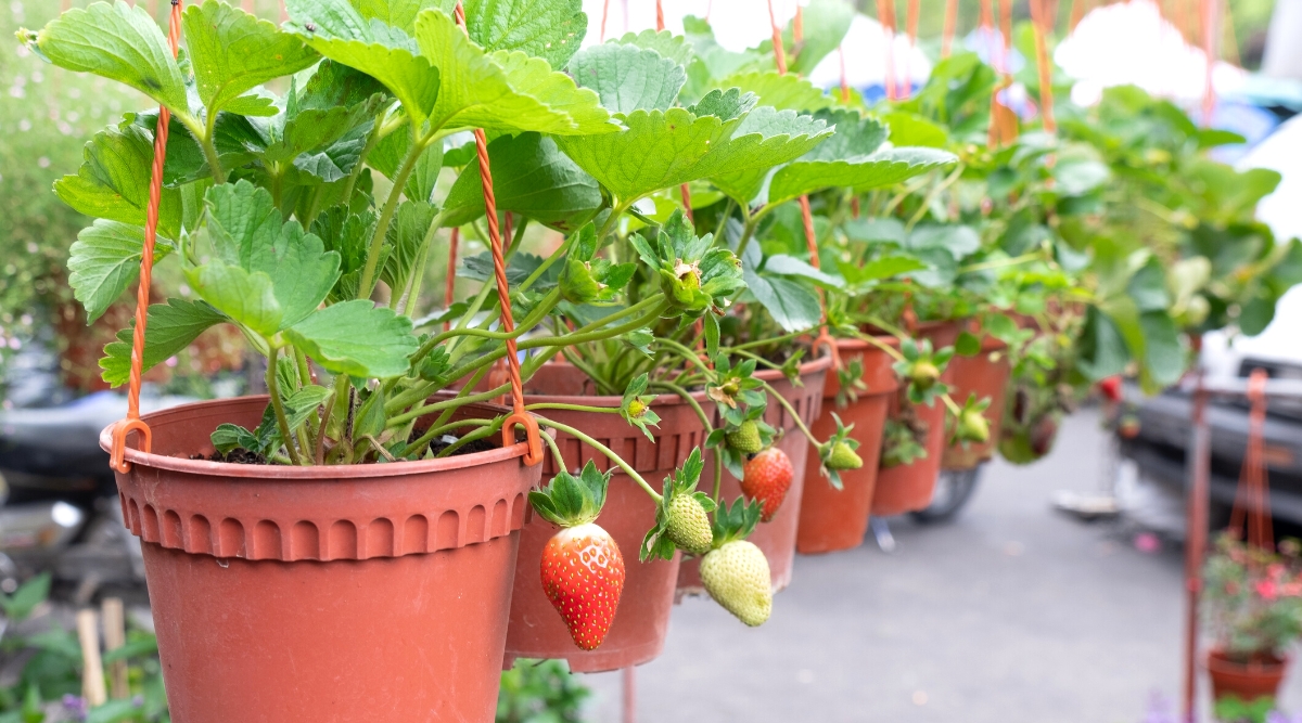 Close-up of about eight hanging pots of growing strawberries outside. Strawberries are a low-growing perennial plant that produces tasty and juicy fruits. The plant has green serrated leaves, forming a dense mat or cluster, creeping along the ground. The leaves are trifoliate, meaning they consist of three leaflets attached to a central stem and have serrated edges. Strawberries produce small sweet fruits, red in color. The fruits are soft, juicy, have a characteristic sweet taste. They are slightly elongated, with a textured surface and small seeds dotting the outer skin.