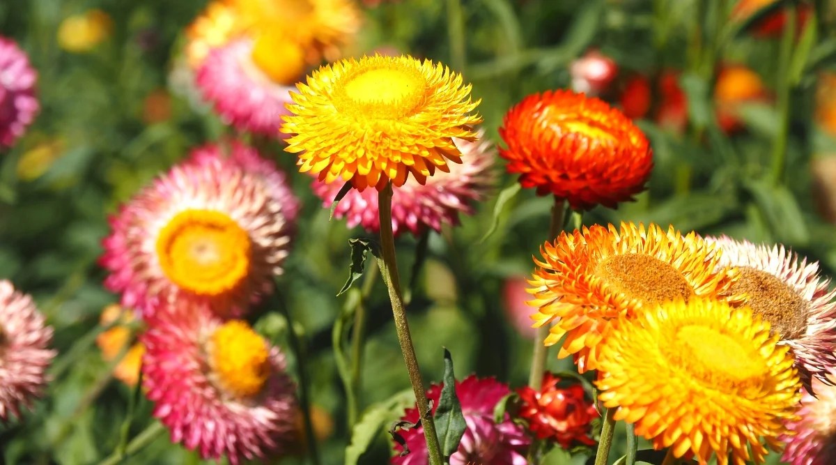 Close-up of blooming Strawflowers in a sunny garden. Medium sized, papery, rounded flowers with raised yellow central discs surrounded by double short petals in various shades of pink, yellow and red with a unique texture.