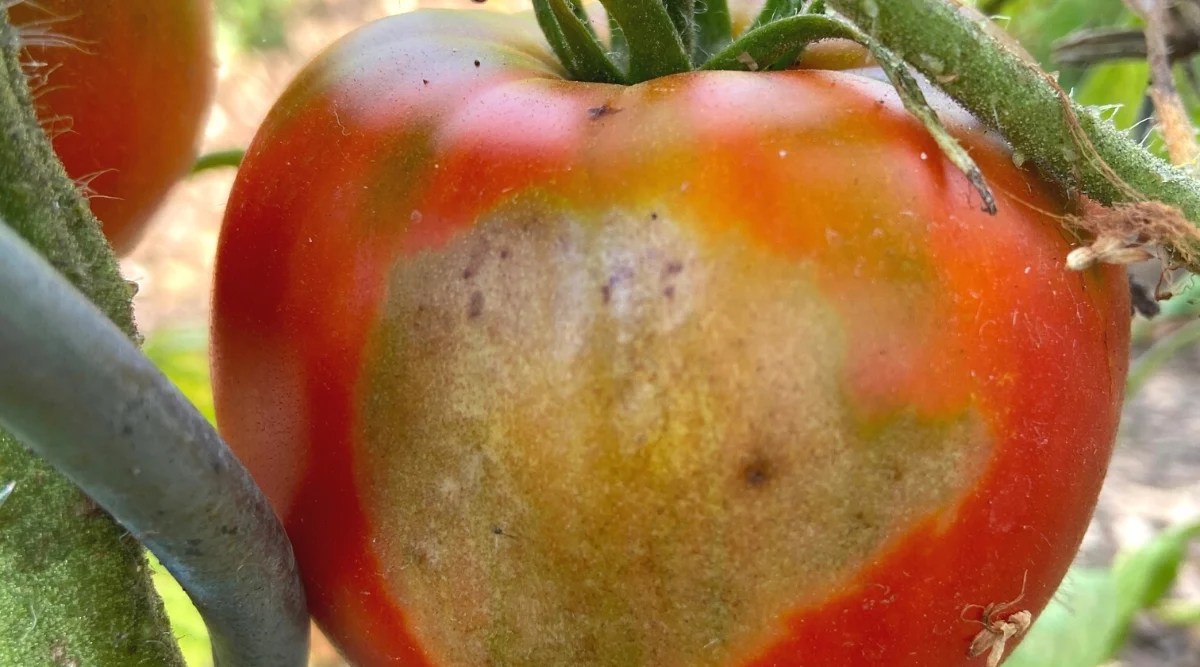 Close-up of a sunscald tomato fruit. The fruit is large, rounded, covered with a thin shiny skin of red-orange color with a large brown-white burn spot.