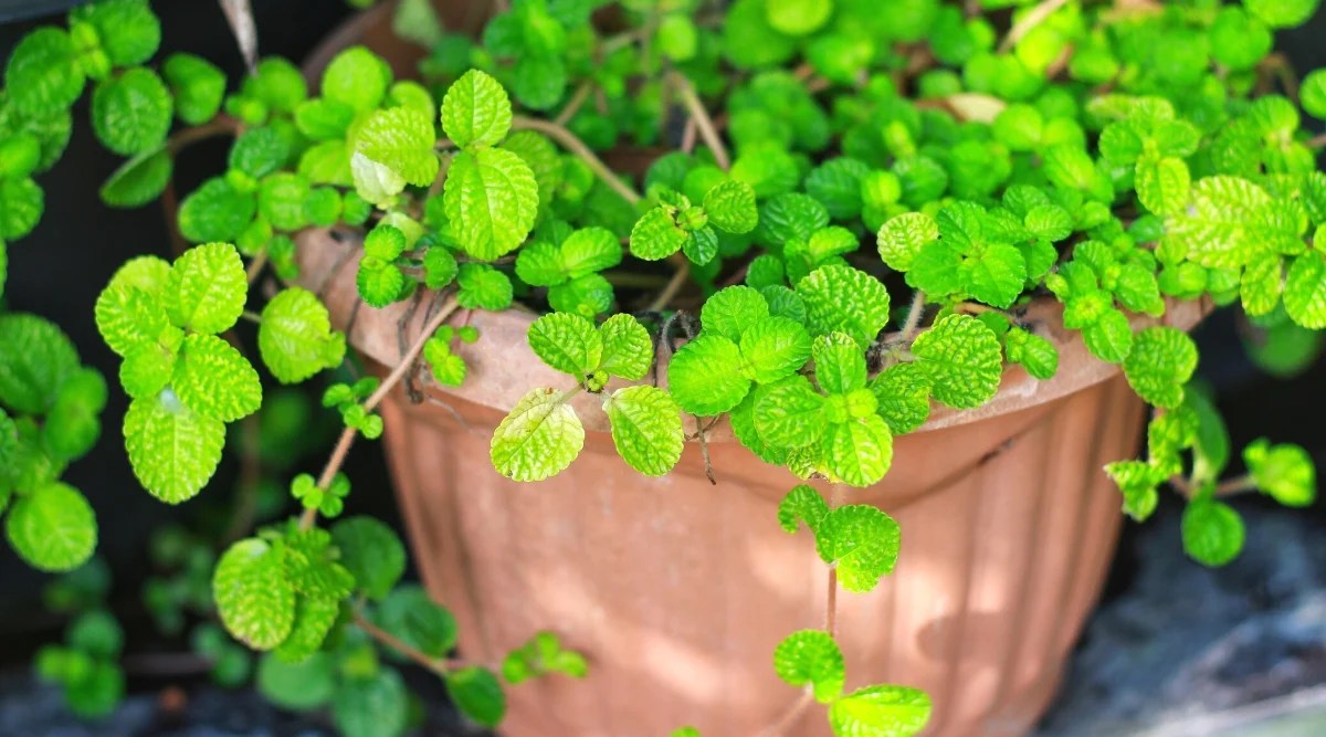 Close-up of a Swedish Ivy in a large clay pot in the garden. It is a creeping plant commonly used in hanging baskets and container gardens. The leaves of Swedish ivy are small, rounded, dark green in color and have a slightly hairy texture. The leaves grow in opposite pairs along the trailing stems, producing dense and lush foliage.