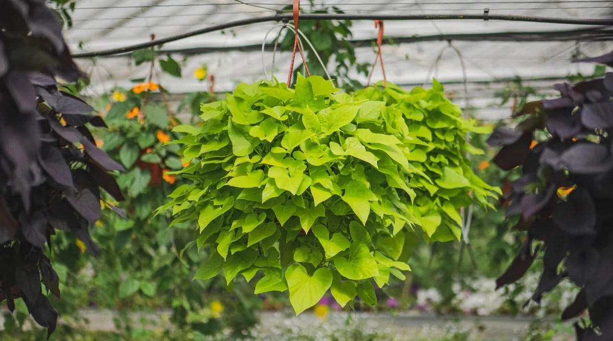 Close-up of Sweet Potato Vine in a large hanging pot in a greenhouse. Ipomoea batatas, is a powerful creeping plant with large green heart-shaped leaves. The leaves have a glossy texture and smooth edges.