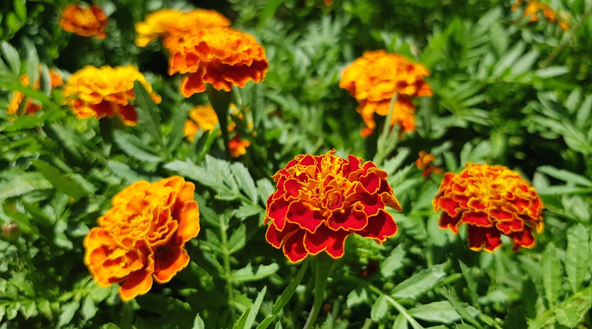 17 Full Sun Plants for the Month of May