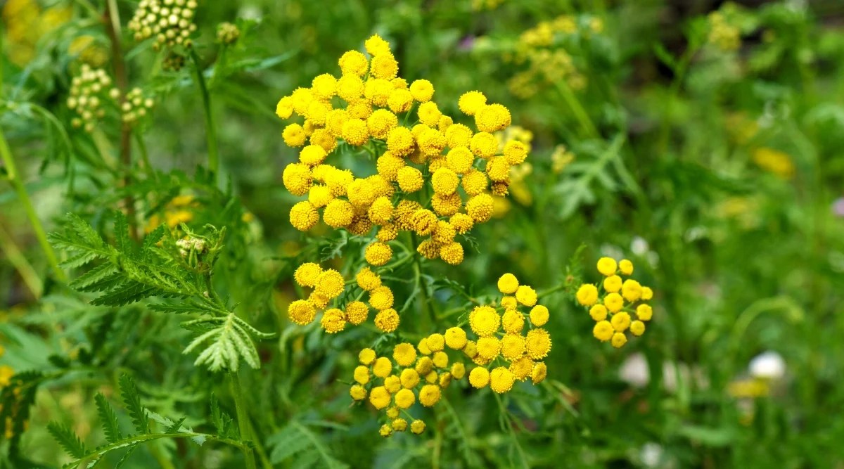 Close-up of a flowering Tansy plant against a blurred background. The plant has upright stems covered with fern-like green leaves. Tansy flowers are small, button-like, yellow. They grow in groups and are flat-topped.