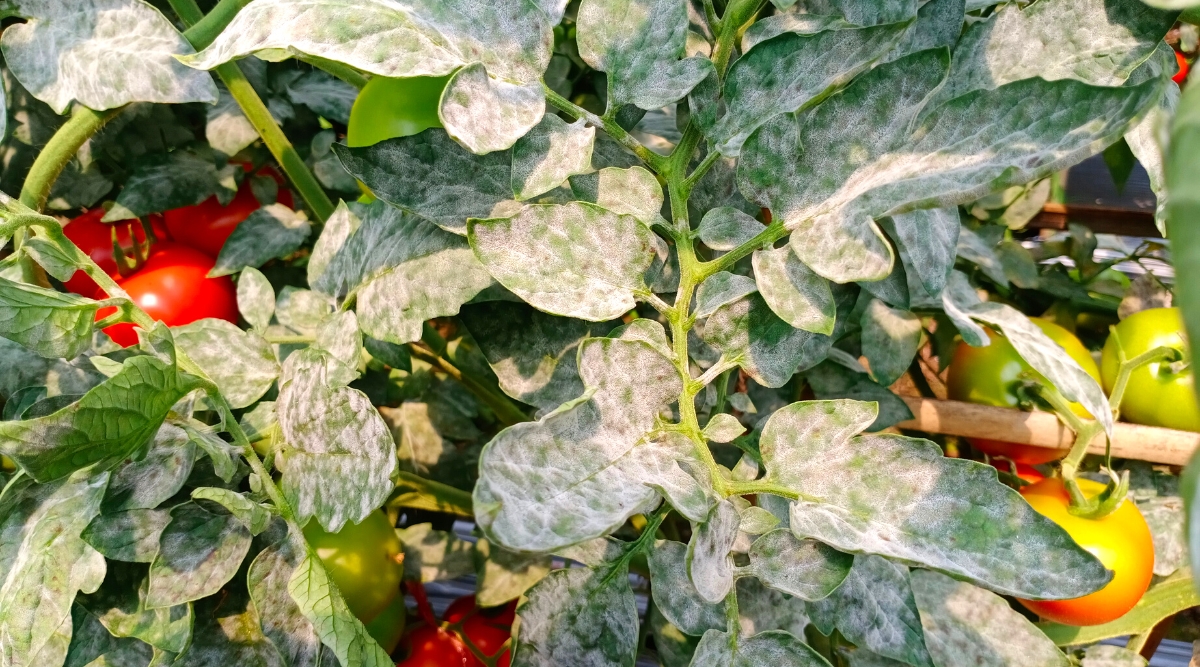 Powdery Mildew in Tomatoes Identification and Prevention