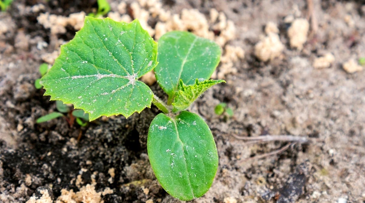 How Do Cucumbers Grow? Exploring the Growth Stages of Cucumber Plants