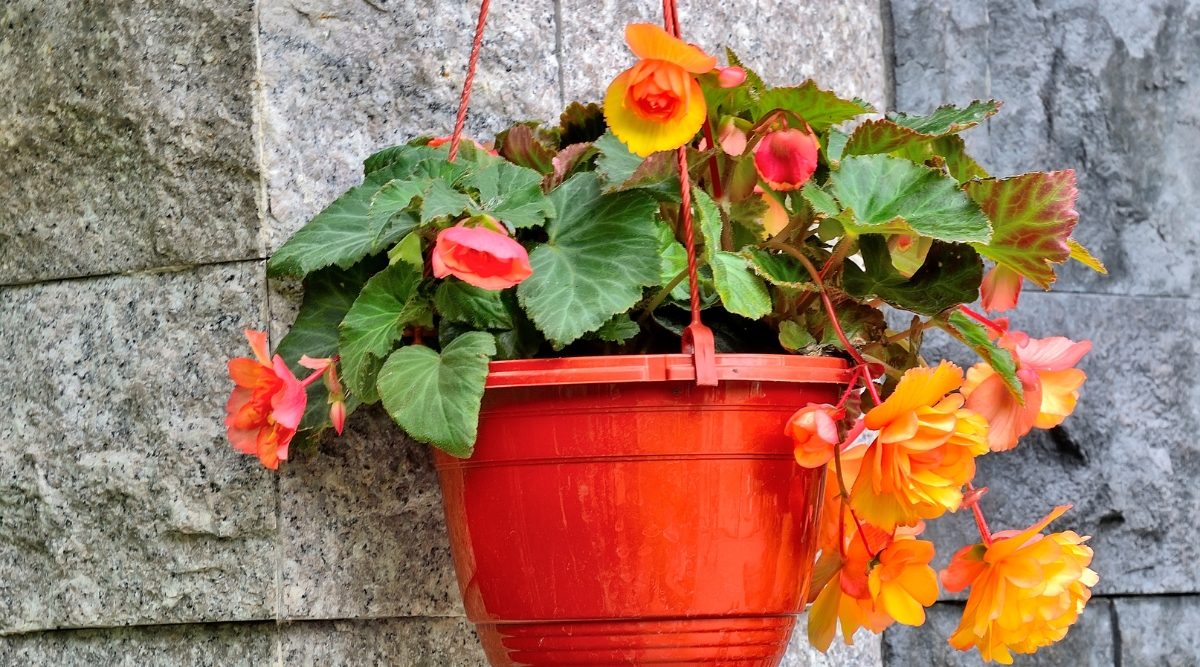 Close-up of a blooming Tuberous Begonia in a hanging pot in a garden. The plant has large, serrated dark green leaves. The flowers are large, double, rose-like, orange-yellow.