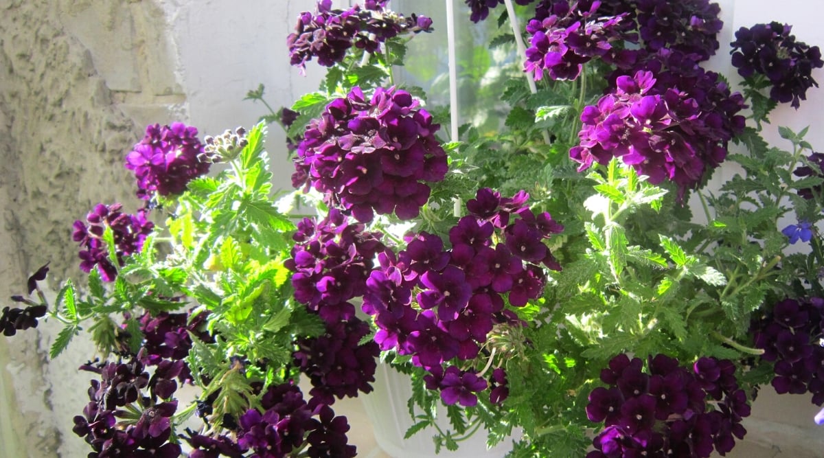 Close-up of Verbena bonariensis in a white hanging pot by the window. It is a herbaceous plant with long thin stems that stand upright and are covered with narrow, lanceolate and serrated leaves that are silvery green in color, giving the plant texture. The plant has clusters of small tubular flowers that are bright purple.