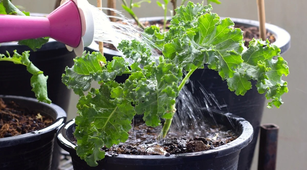 Close-up of watering a Kale plant from a pink plastic watering can on a balcony with other potted plants in the background. Kale plant in a large black plastic pot. Kale forms a rosette of oval elongated green leaves with curly edges.