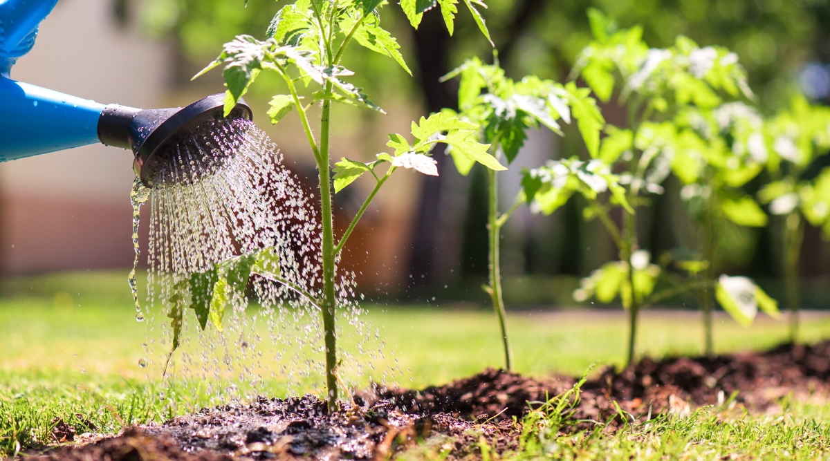 Close-up of watering young tomato seedlings from a blue watering can in a sunny garden. The seedlings have upright green slightly hairy stems with compound leaves consisting of oval green leaflets with serrated edges.