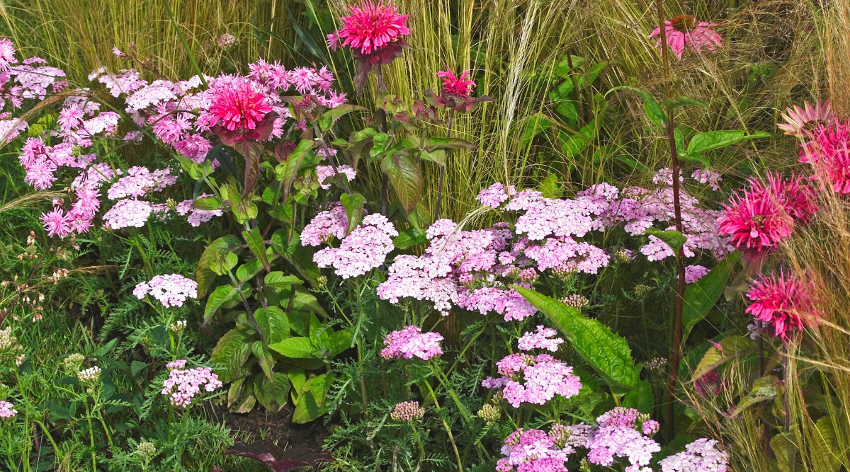 14 Perennials You Should Never Plant Next to Each Other