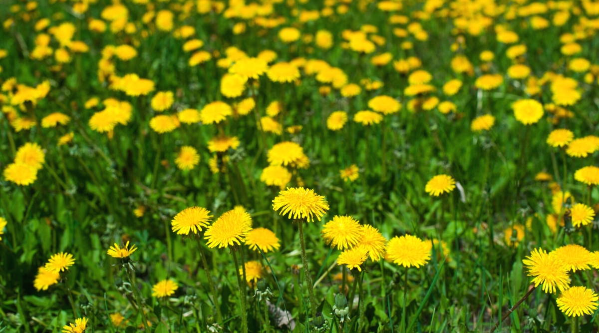 Are Dandelions Cute Perennials or Nuisance Weeds? Dial a Service Canada