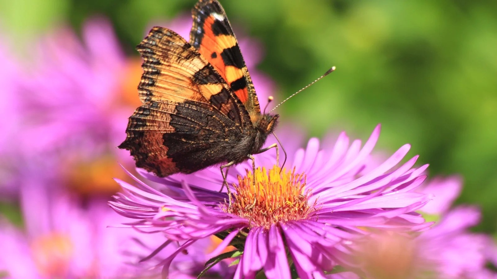 15 Different Ways to Attract Pollinators To Your Garden