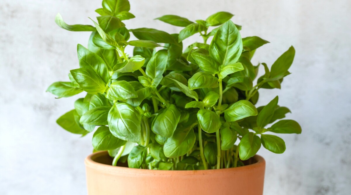 15 Tips For Growing Amazing Basil in Pots or Containers
