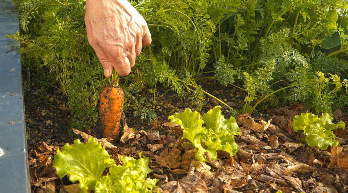 Close-up of a man&rsquo;s hand pulling ripe carrots out of the soil, on a raised bed. The lettuce plant grows in rows next to carrots. Carrots have a rosette of pinnate, fern-like leaves, consisting of many thinly divided dark green leaves. Carrots have an edible orange-colored conical root crop.