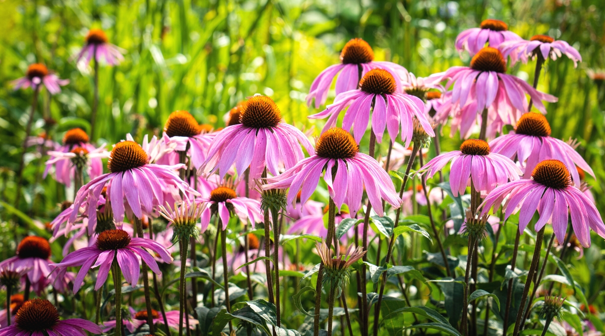 Close-up of flowering Echinacea plants in a sunny garden. The plant has many tall, slender stems at the tops of which grow large, daisy-like flowers with copper-colored central cones surrounded by pink-purple ray-shaped petals.