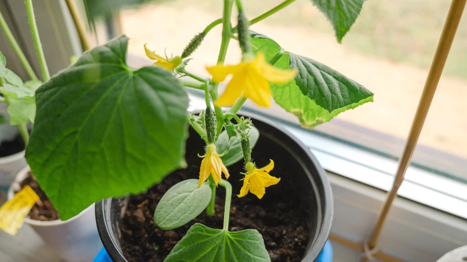 11 Tips For Growing Cucumbers in Pots or Containers
