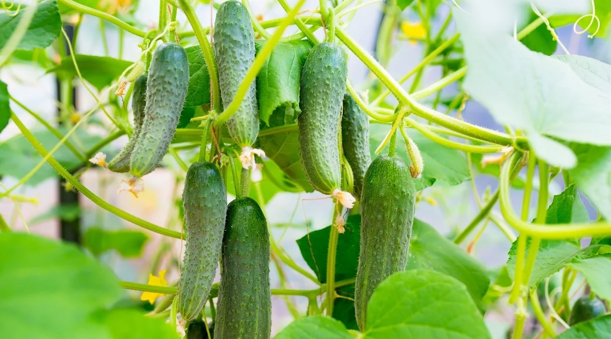 Close-up of ripe cucumber fruits on a bush in the garden. The shrub has long hanging stems covered with large lobed leaves that are palmate in shape with a rough texture. The fruits are large, cylindrical, with a waxy dark green skin with bumps on the surface.