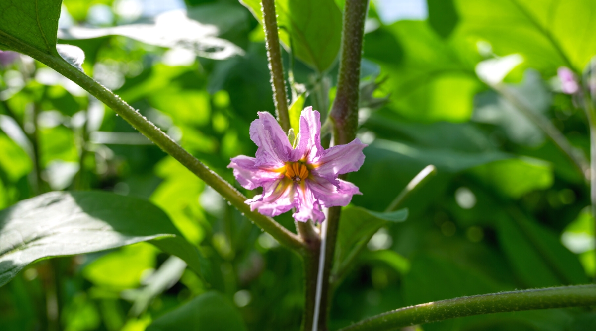 Eggplant Growth Stages How Fast Does Eggplant Grow?