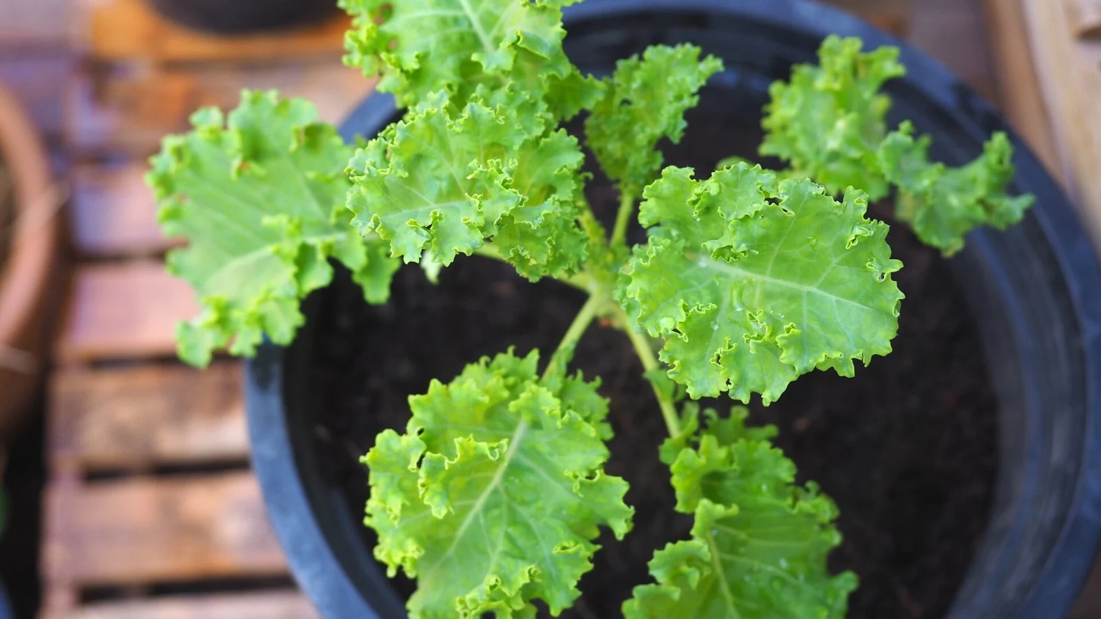 10 Tips For Growing Kale in Pots or Containers