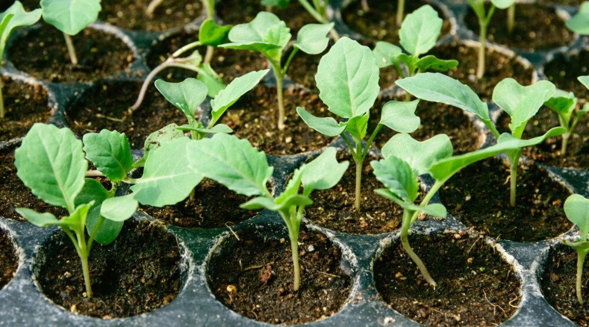 Kale Growth Stages How Fast Does Kale Grow?