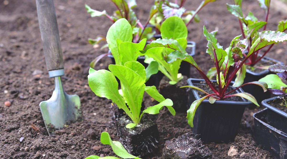 Close-up of many young lettuce and beetroot seedlings in small black pots on soil in the garden, ready to be transplanted. A small garden shovel is stuck into the soil next to the seedlings. Lettuce seedlings have a rosette of oblong oval green leaves with smooth edges. Beetroot has a rosette of purple thin stems with oval green leaves with wavy edges and purple veins.