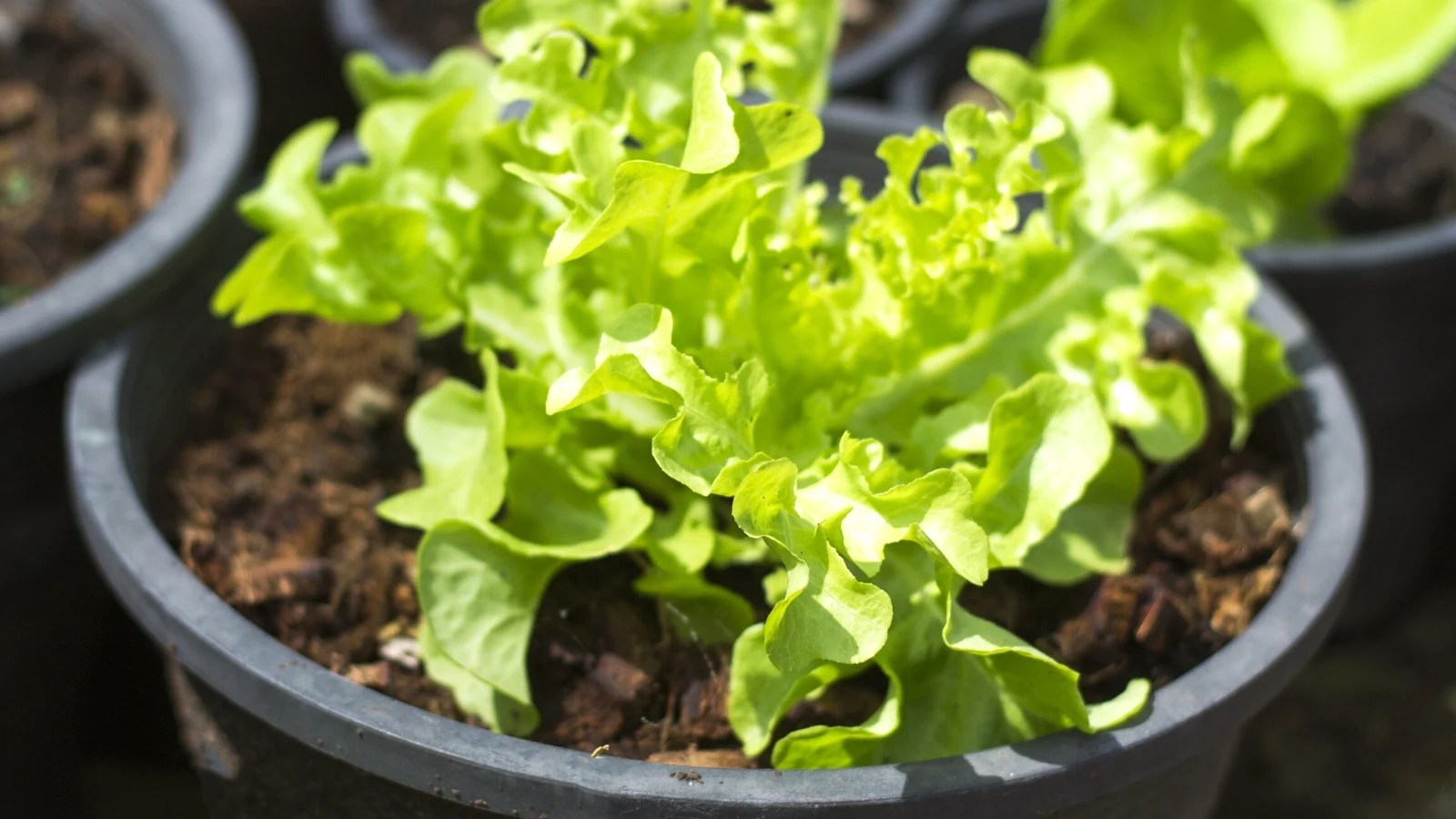 10 Ideas For Rising a Bountiful Lettuce Harvest in Containers Batang