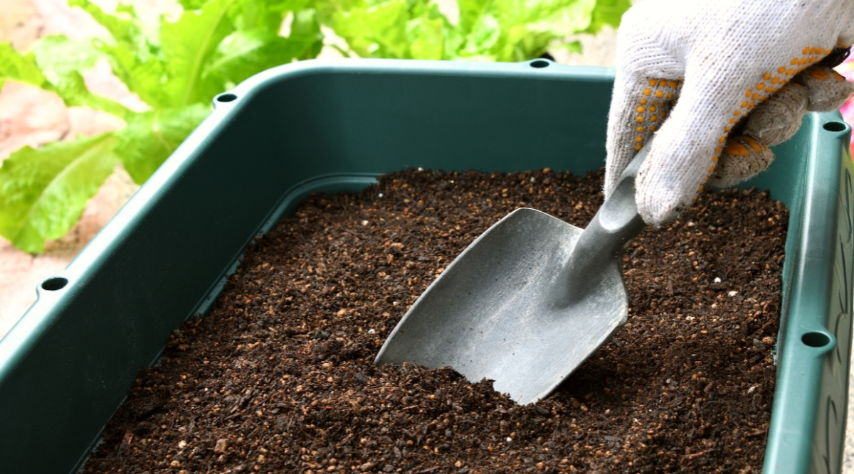 10 Ideas For Rising a Bountiful Lettuce Harvest in Containers Batang