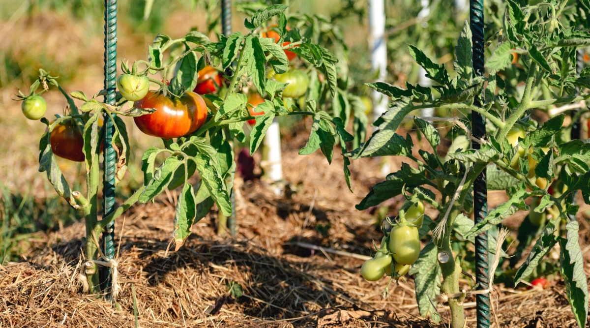 Close-up of rows of young tomato plants with mulched soil in a sunny garden. Tomato plants are tied to vertical iron support bars. The plant has compound leaves. which are arranged alternately along the stem. Leaflets are lanceolate, with serrated edges. The fruits are large, round, slightly flattened, with an orange-red glossy skin. Some fruits are underripe, with a pale green skin.