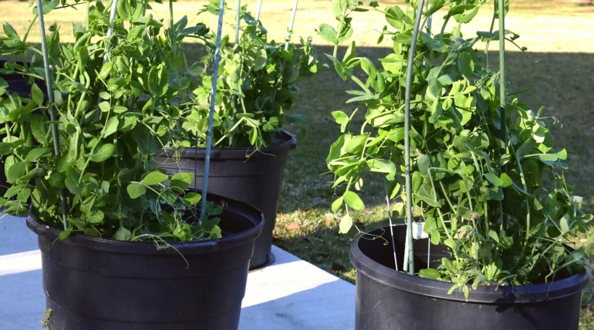 How to Grow Peas in Pots or Containers
