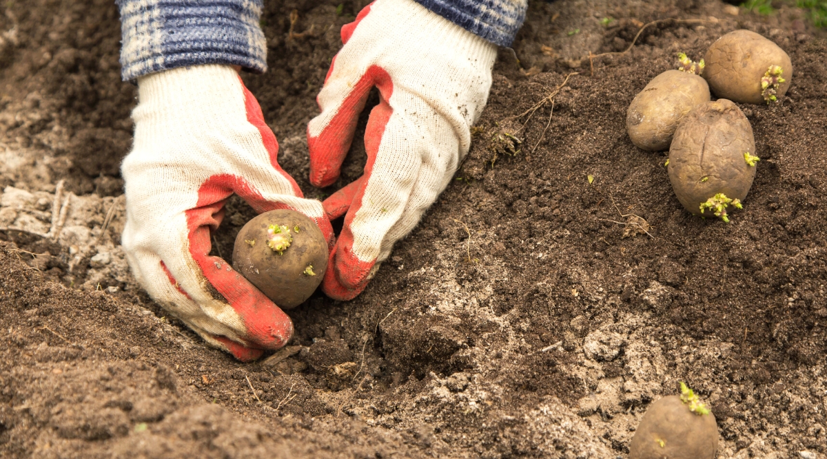 Potato Growth Stages How Fast Do Potato Plants Grow?
