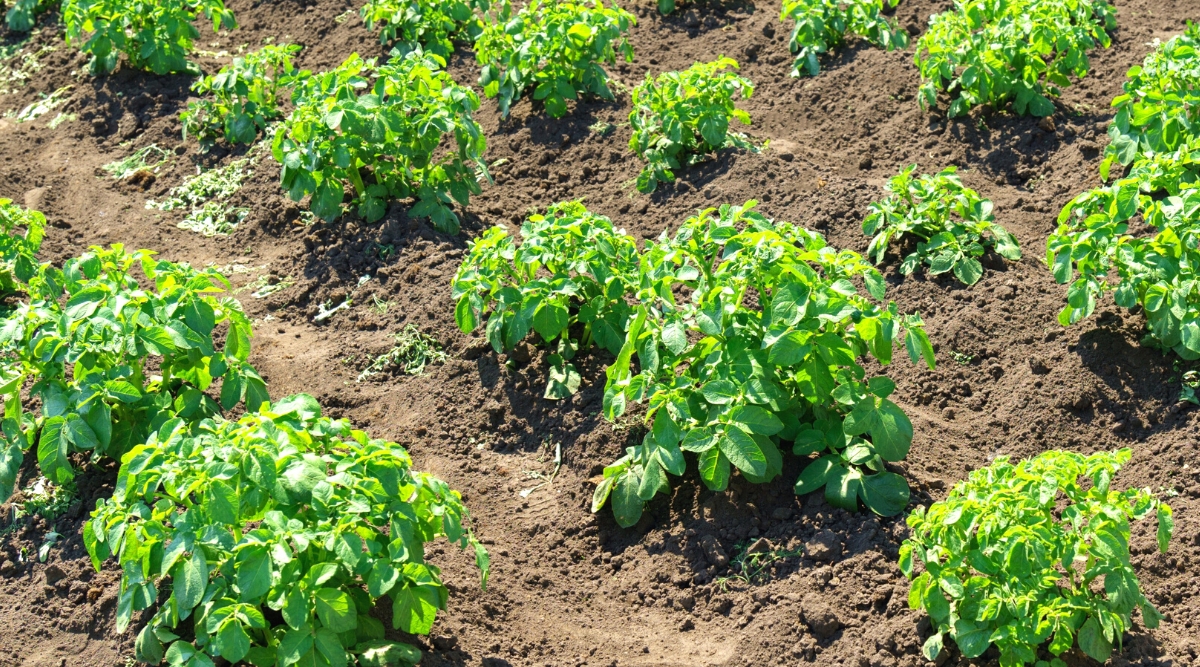 Potato Growth Stages How Fast Do Potato Plants Grow?