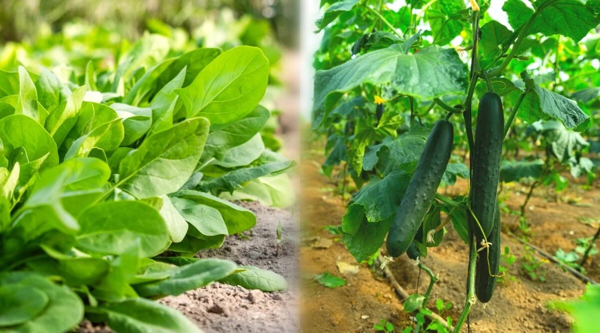 spinace and cucumbers