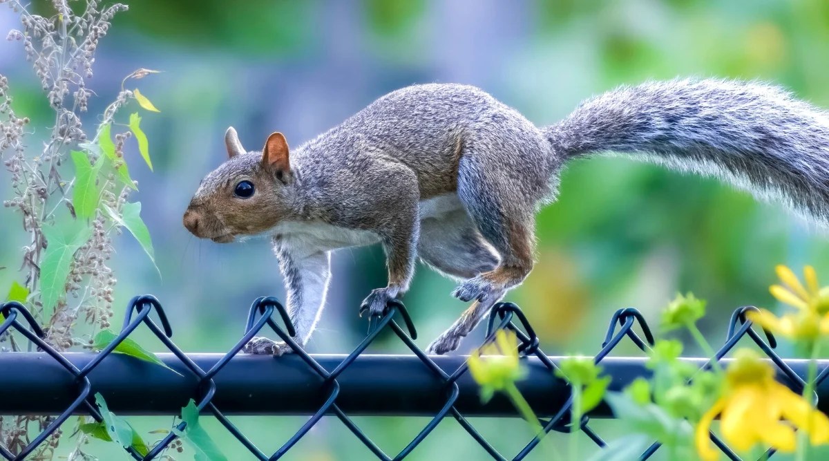 Close-up of a squirrel on a black green fence, against a green blurred background in the garden. The squirrel is a small-sized mammal known for its bushy tail, sharp claws, and agile climbing abilities. Squirrels have large, round eyes and bulging ears that help them detect sounds and movements in their surroundings. They have a smooth and fluffy greyish-brown coat that provides insulation and weather protection.