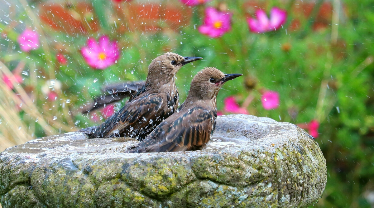 Close-up of two starlings in a rounded stone birdbath in a flower garden. Starlings are medium-sized birds with a distinct appearance. They have a sleek and compact body shape with short legs and a short tail. The plumage of starlings is predominantly dark, dark brown with black patterns. Starlings have a pointed black beak and black beady eyes.