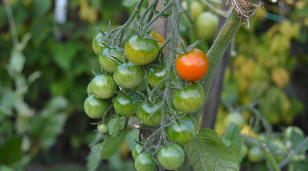 Close-up of a bunch of unripe cherry tomatoes against a blurred background of tomato bushes in a shady garden. The bunch consists of many small rounded green fruits, and one orange. The fruits are covered with a thin smooth shiny skin.