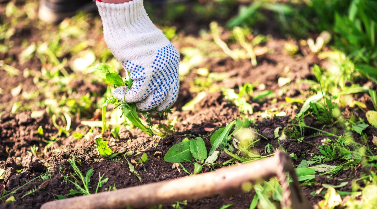 Close-up of a gardener’s hand in a white glove weeding a garden bed. A small garden hoe lies on the ground. The garden bed is completely covered with various small bright green weeds.