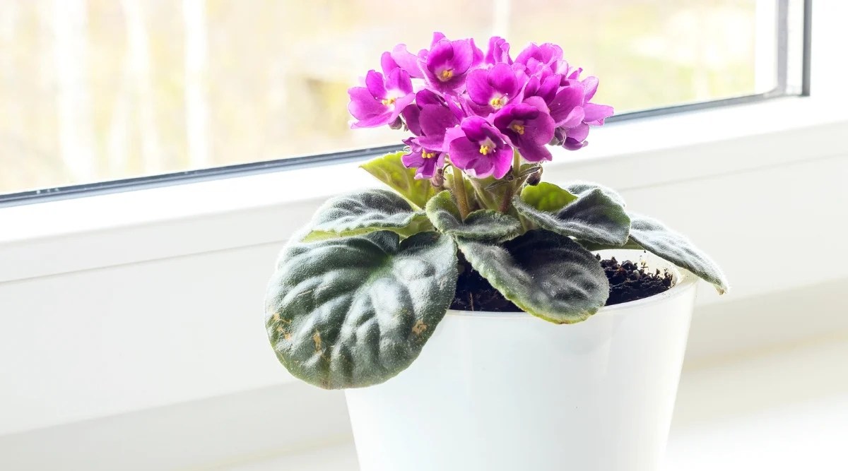 Can You Force African Violets to Bloom?