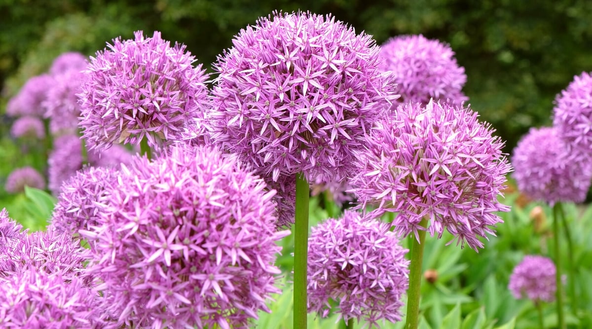 Close-up of flowering Allium caeruleum plants in a sunny garden. The plant has vertical tall stems with large rounded inflorescences. The inflorescences consist of many loose purple star-shaped flowers.