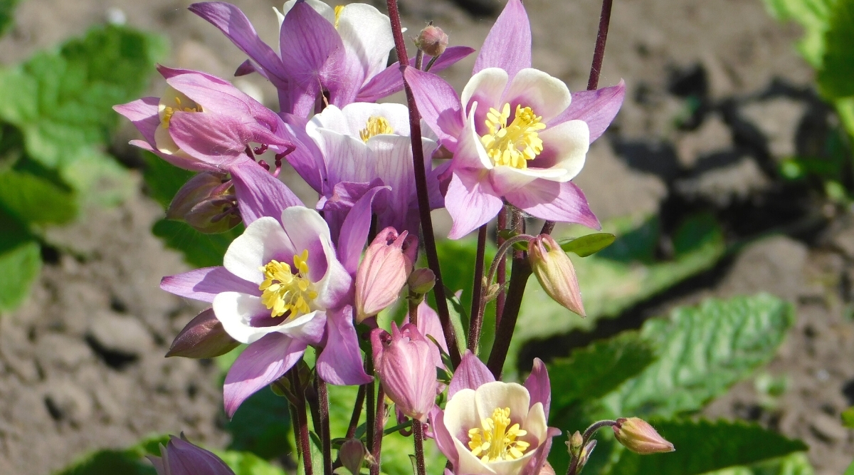 A close-up of an Aquilegia, commonly known as Columbine, flowering plant in a sunny garden. The plant has attractive light green lobed leaves. The leaves are arranged in a basal rosette at the base of the plant and along the stems, giving the fern a feathery appearance. Each flower consists of five characteristic spurred petals that coalesce at the base to form a tubular shape. The petals are stretched back and widen at the ends, resembling a delicate and elegant hat or lantern. Soft purple flowers with white spurred petals.