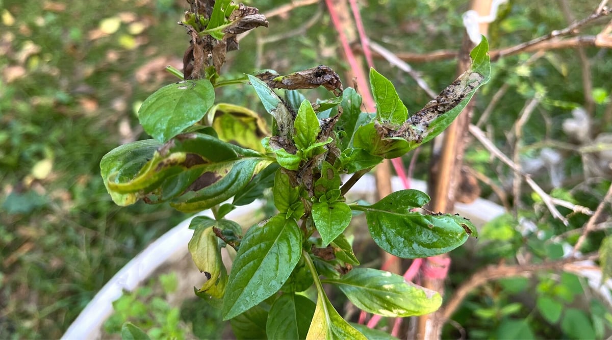 7 Reasons Your Basil Plants May Be Wilting This Season