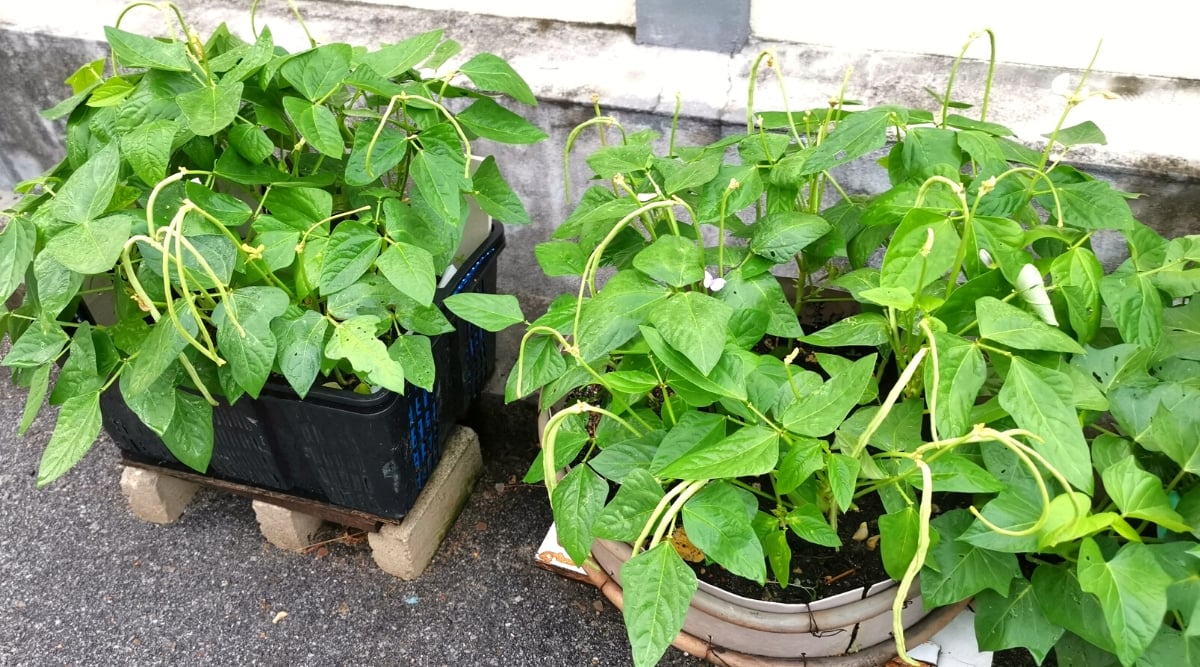 How to Grow Green Beans in Pots or Containers