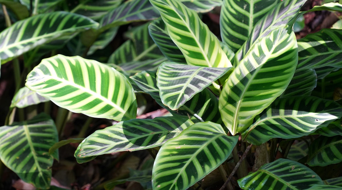 17 Plants for a Thriving Tropical Landscape