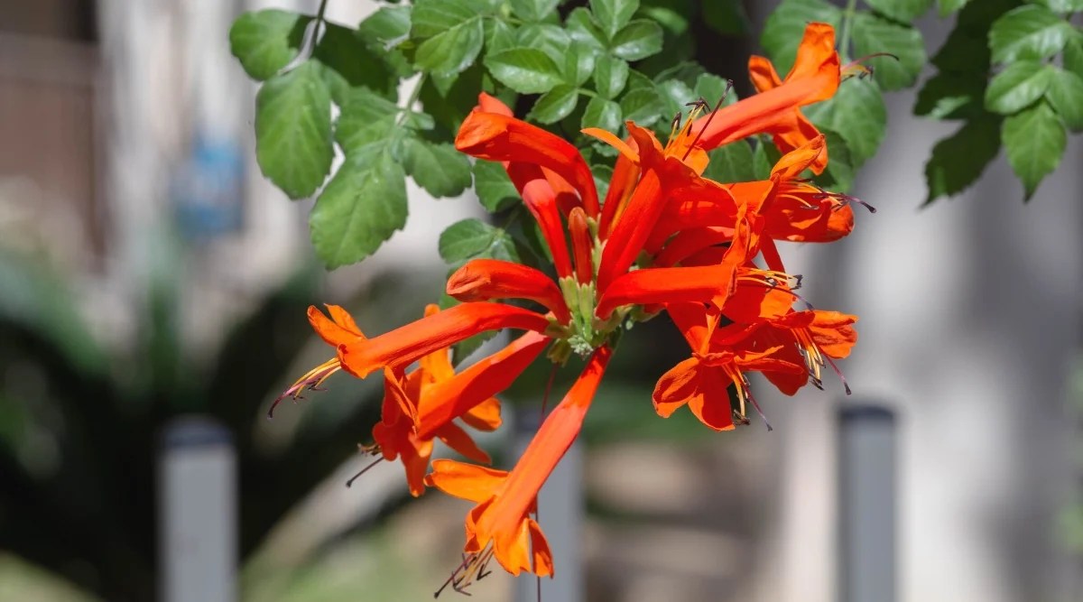 A close-up of a flowering Cape Honeysuckle plant in a sunny garden, against a blurred background. The plant has pinnately compound leaves of dark green color. Leaflets are oval, with serrated edges. The tubular flowers grow in clusters at the tips of the branches. The flowers are tubular with a curved or flared corolla bright orange. Long stamens protrude from the centers of the flowers.