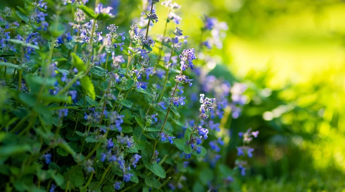 Catnip, also known as Nepeta cataria, is a small herbaceous plant that typically grows to a height of 2 to 3 feet. It has a dense and upright growth habit, with square-shaped stems covered with fine hairs. The leaves of catnip are heart-shaped and have a grayish-green color. They are opposite and arranged in pairs along the stems. The leaves have a rough texture and deep veins. Catnip produces clusters of small, tubular flowers that are pale purple in color. The flowers are uniquely shaped, with two lips and a lower lip.